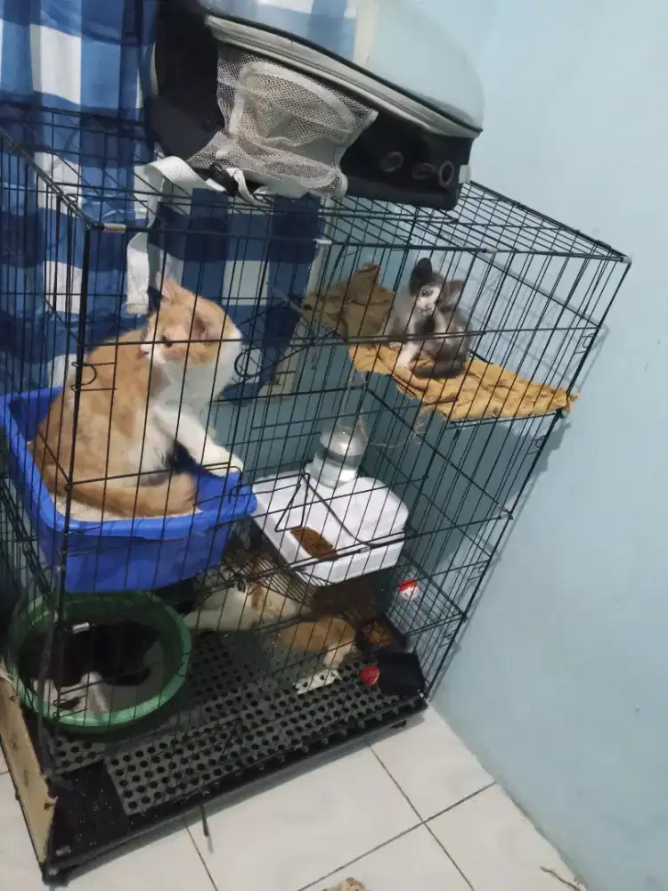 Kucing Persia + Persia medium