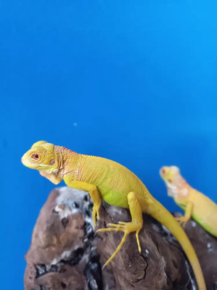 Iguana Red albino