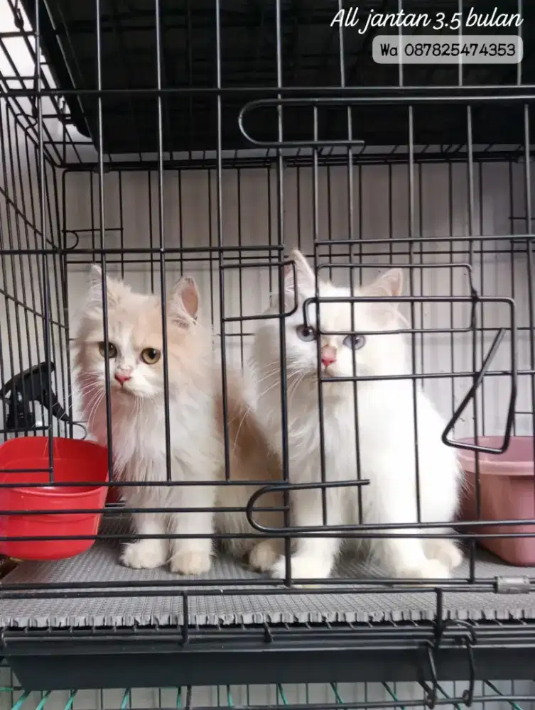 Kucing persia gimbul