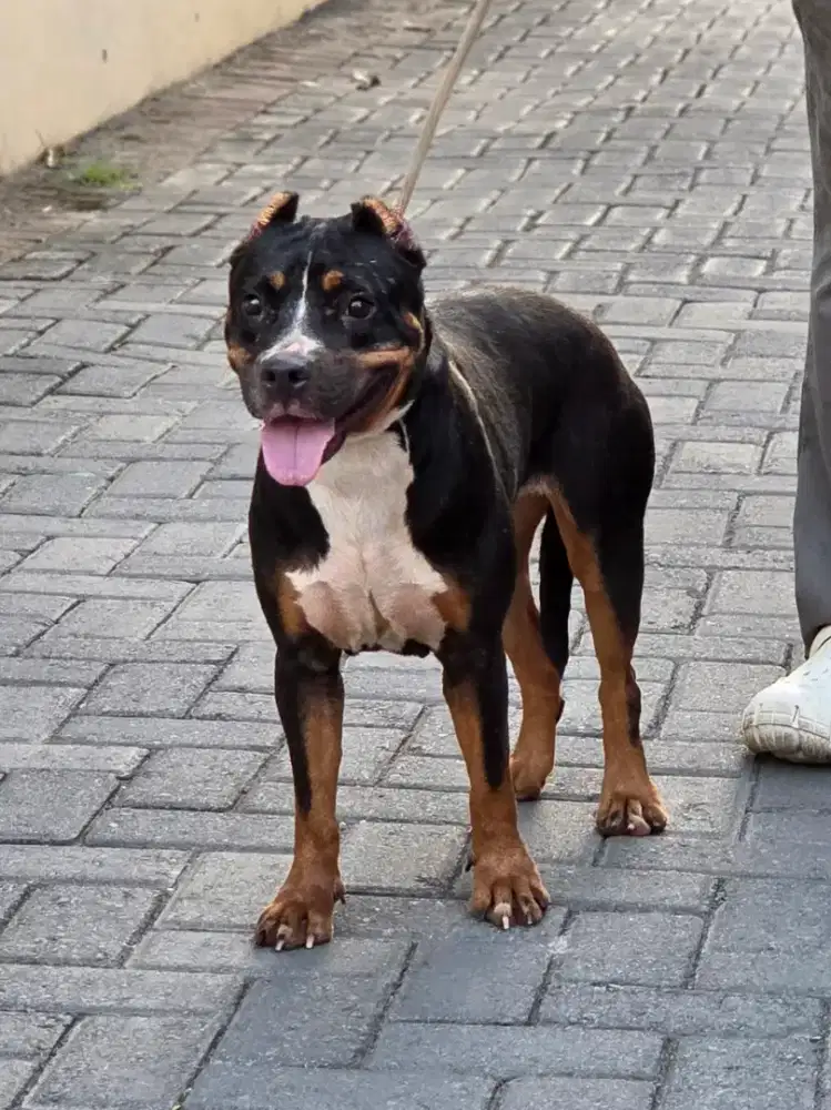 American pitbull female blacktan keturunan merle