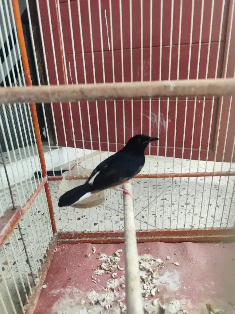 Pastol murai jantan
