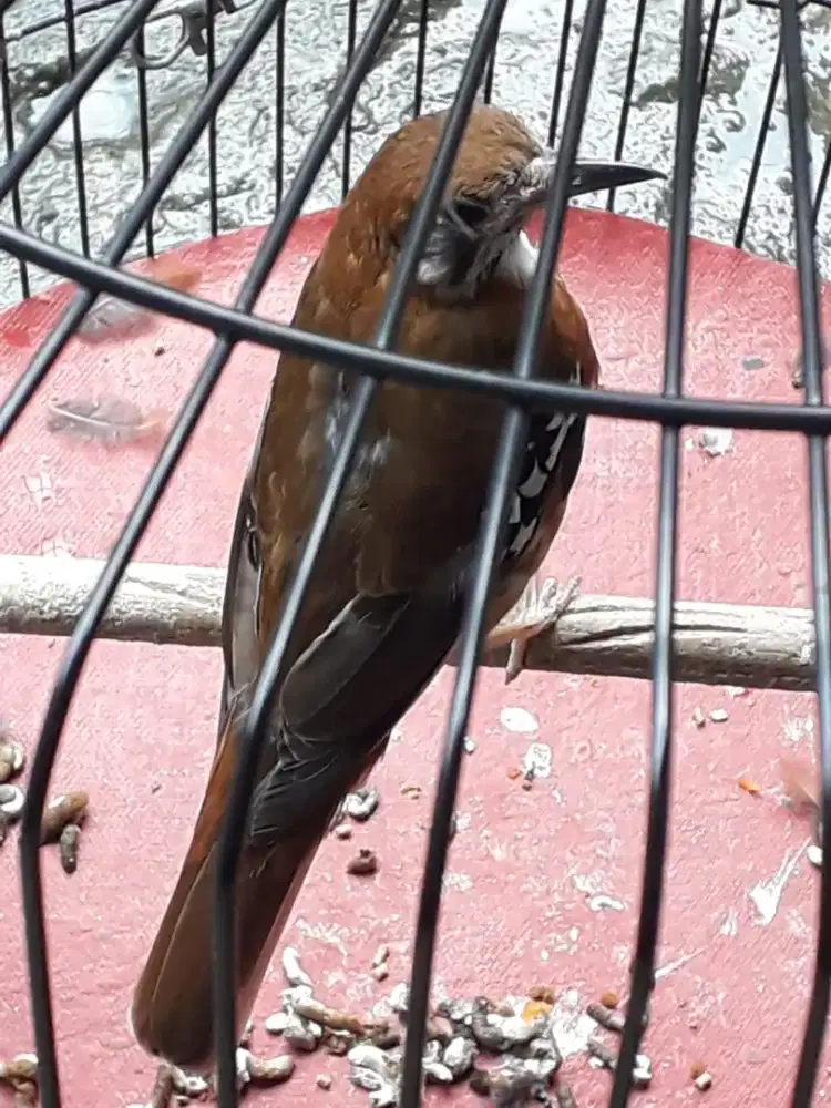 Burung Anis cendana mapan gacor. Bukan murai kenari jalak pentet