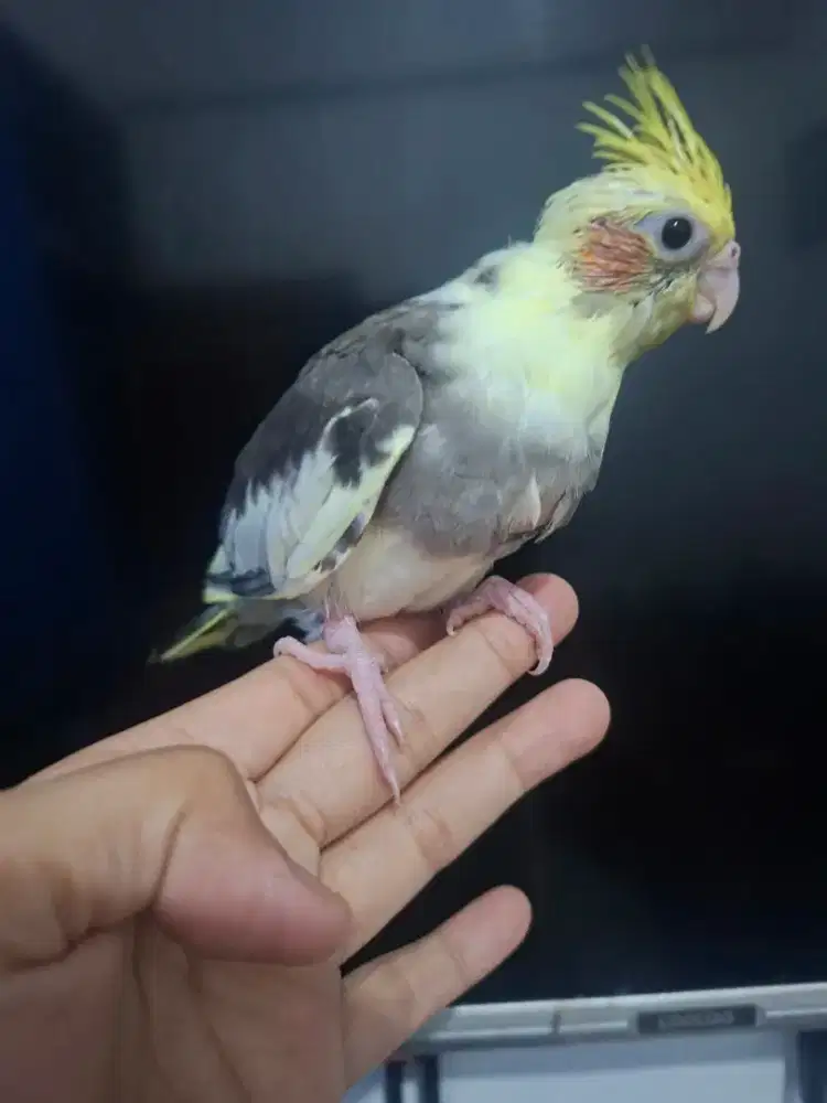 Burung falk/parkit australia