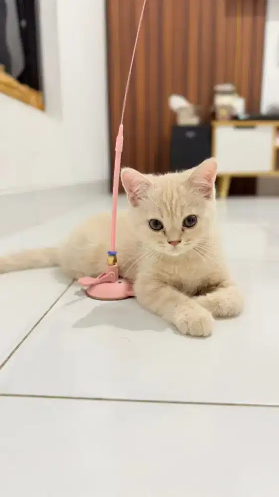BSH ( British ShortHair )