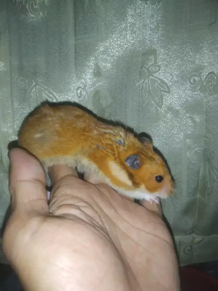 Hamster syrian jantan
