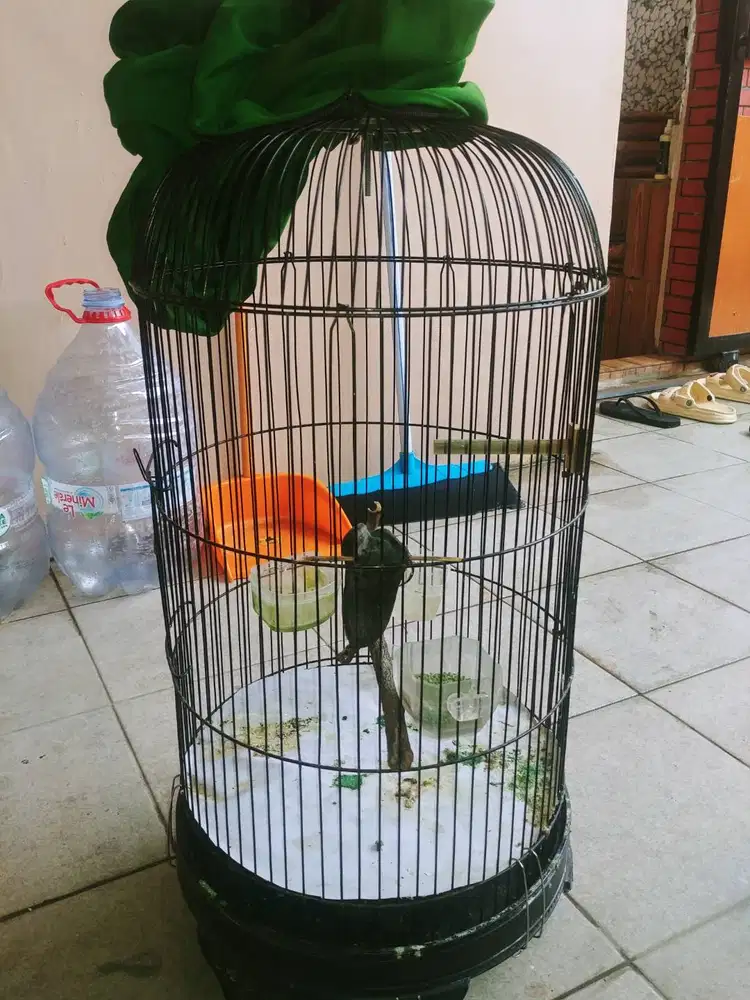 Kandang besi bulat lovebird