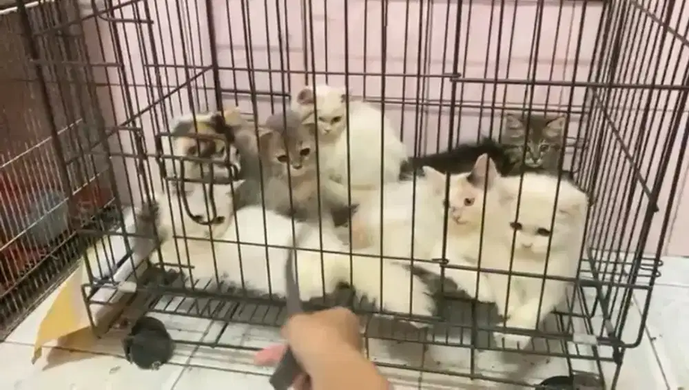 Kitten/Persia/Kitten Persia/Persia Flatnose/Peaknose