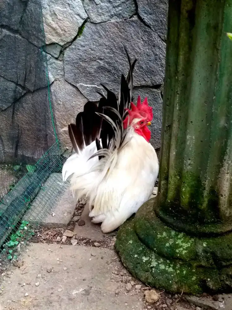 Ayam Kate Chabo