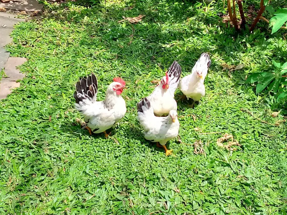Anak Ayam Kate Chabo