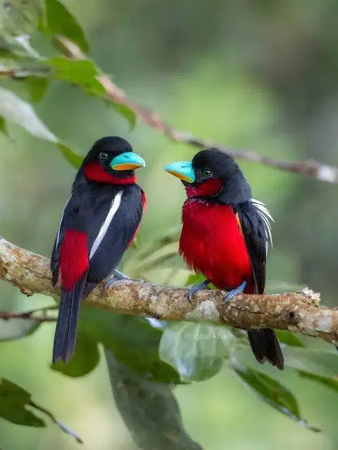 Sempur merah untuk aviary