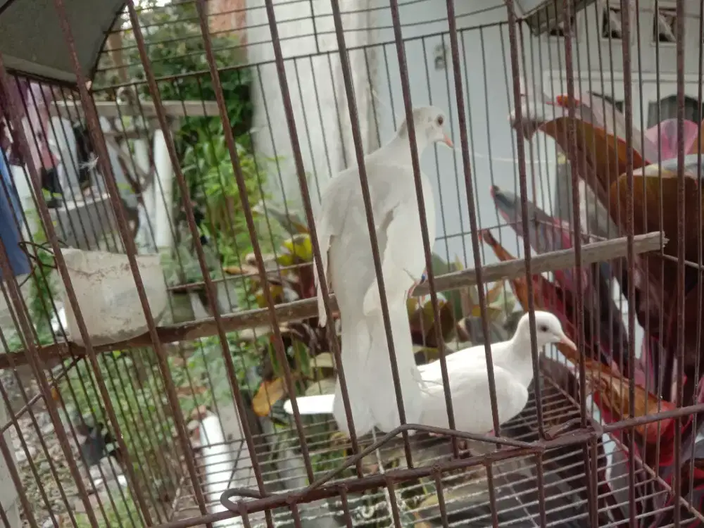 burung puter putih mata merah Lokal
