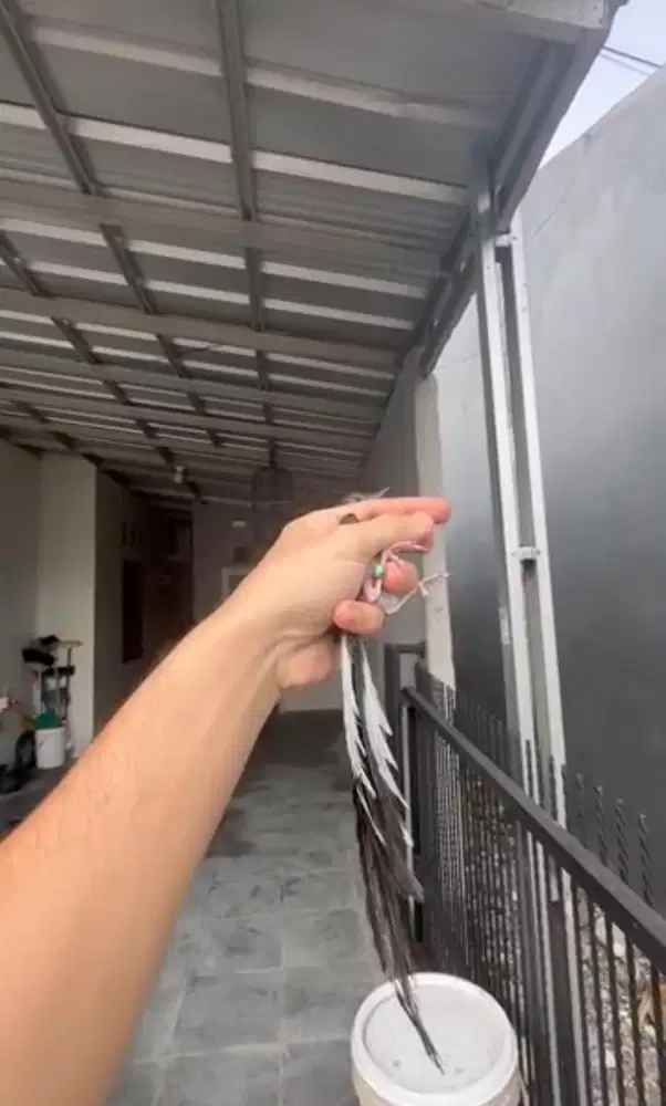 Murai batu trotol jantan trah ekor panjang 46x21cm dds line