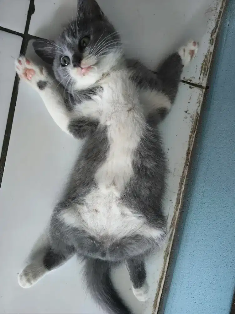 Open adopsi kucing