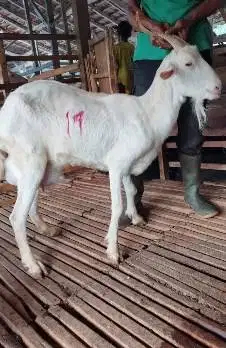 kambing betina 38-40kiloan majiran siap hewan kurban murmer ekonomisan