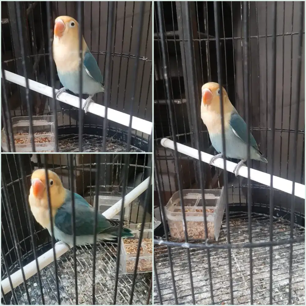 Burung lovebird betina