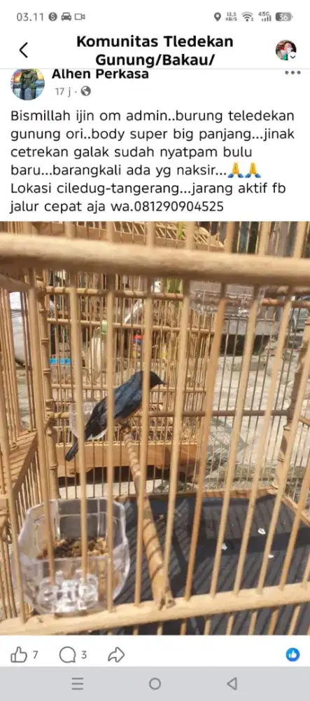 Teledekan gunung ori