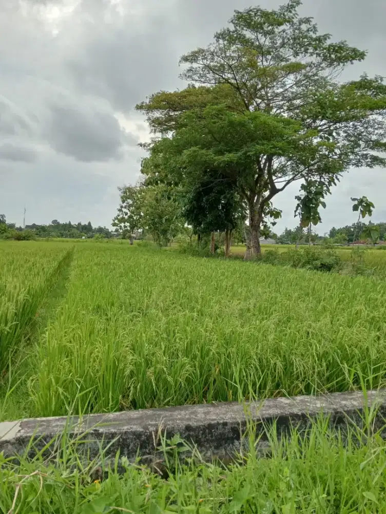 Sawah produktif untuk investasi