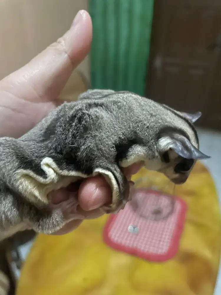 Sugar glider Betina 4 bulan