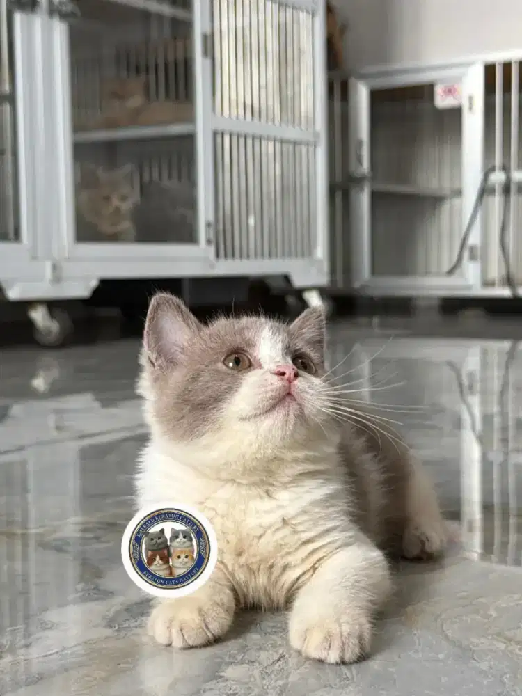 Kucing British Shorthair Fawn Bicolor