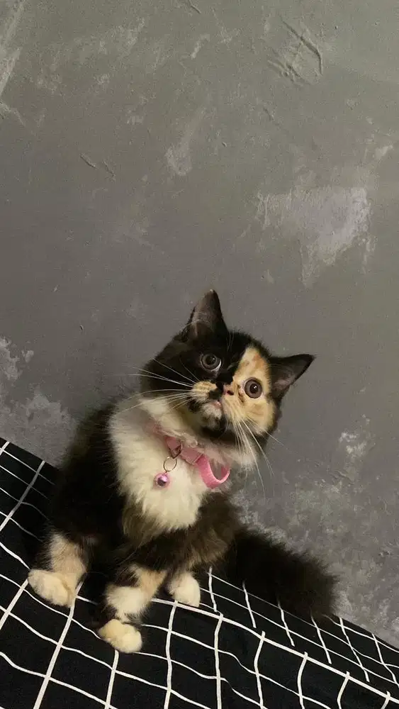 Kucing chimera  betina