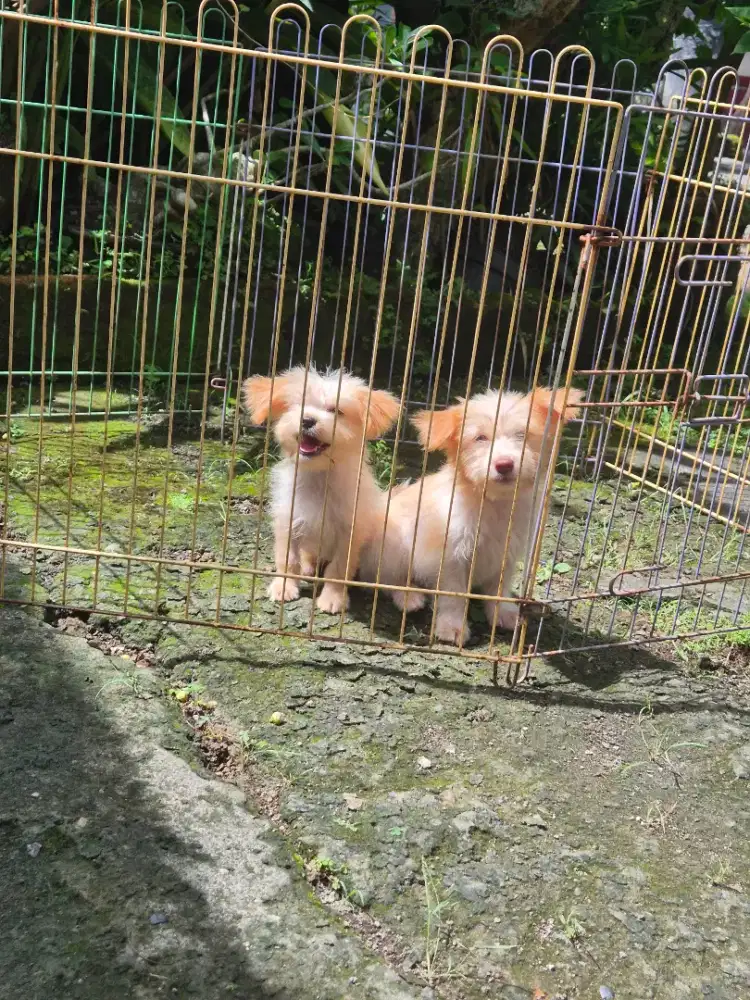 podell x mini pom sepasang