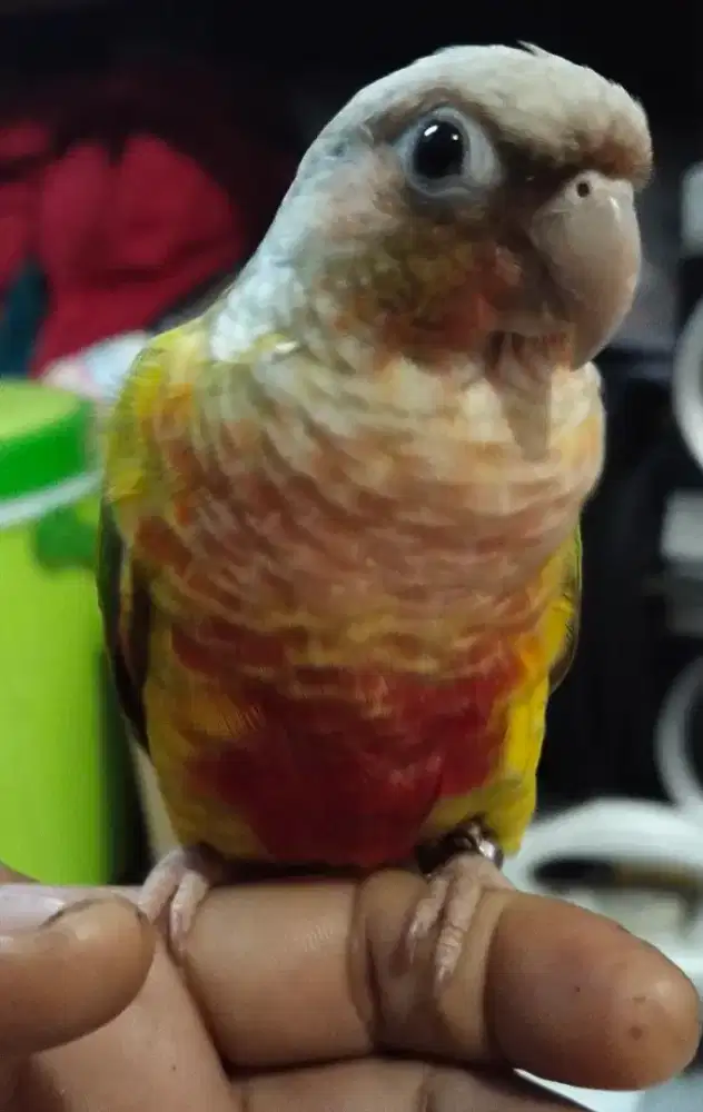 Pineaple redfactor conure connure sun conure falk