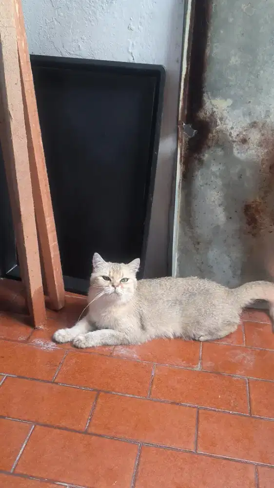 BSH golden betina induk