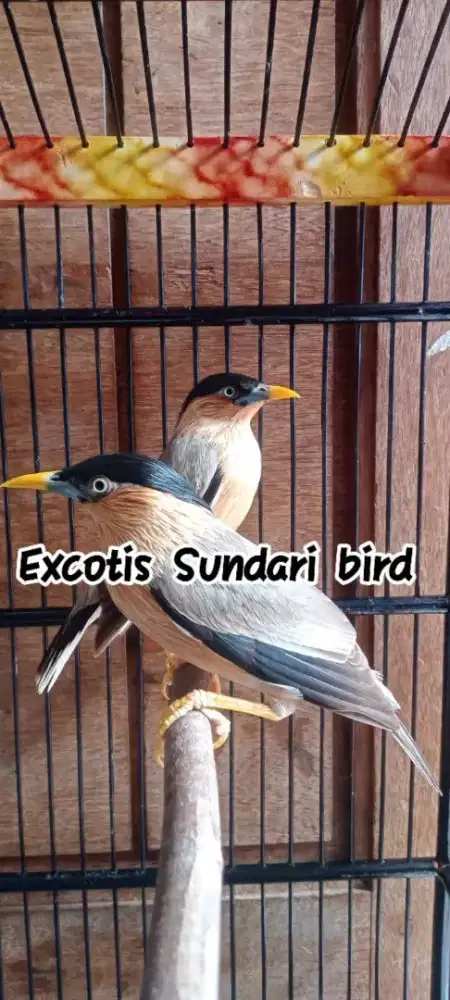 Jalak India brahminy starling