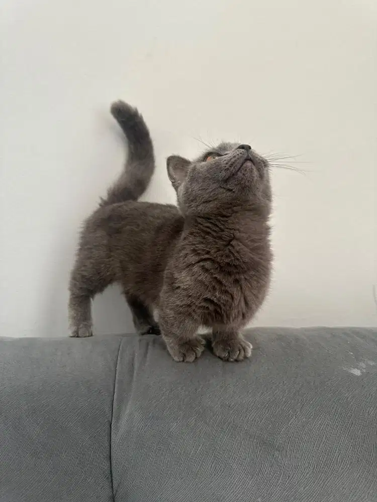 BSH MUNCKHIN BETINA