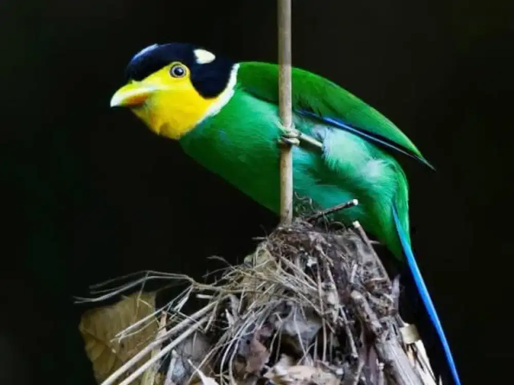 long tailed broadbill
