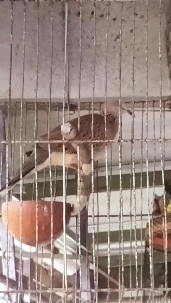 Burung Tekukur kuk1