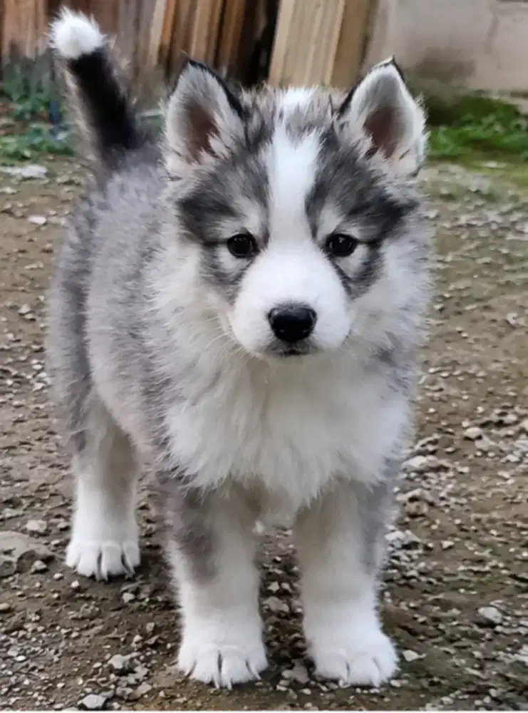 Puppy Alaskan Malamute mix Lucu Fluffy cocok untuk peliharaan di rumah