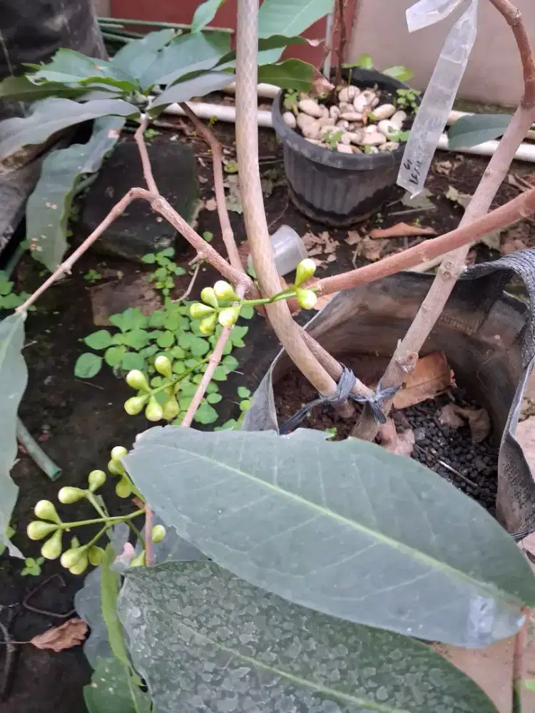 Dijual Tabulampot Jambu air jenis MANASikANA sedang berBUNGA