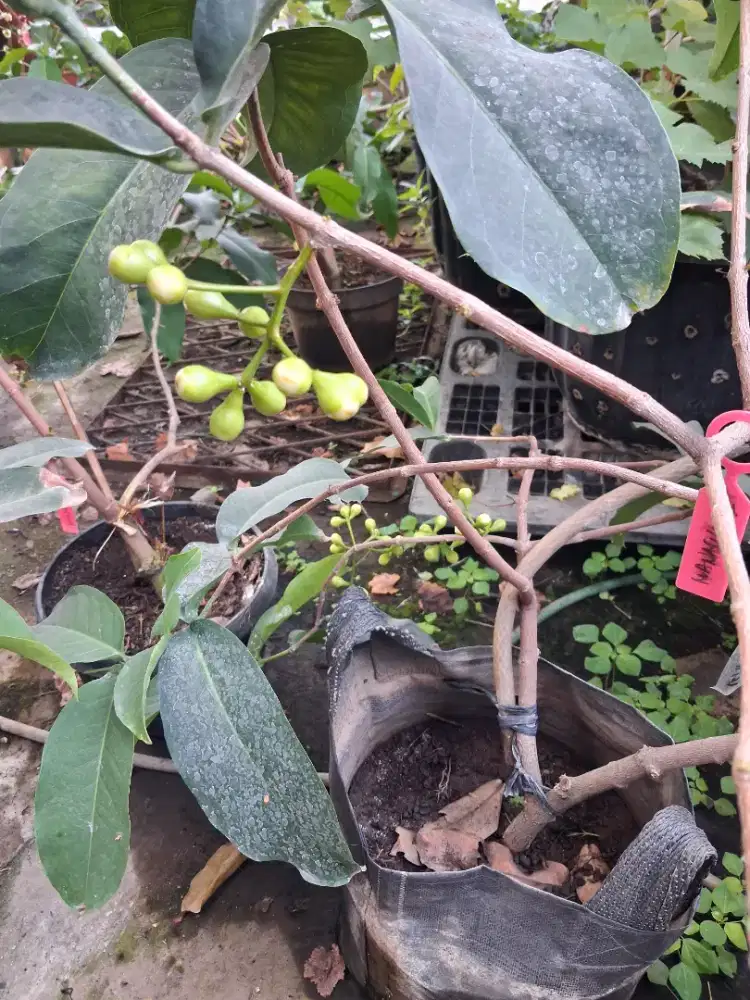 Dijual Tabulampot Jambu air jenis MANASikANA sedang berBUNGA