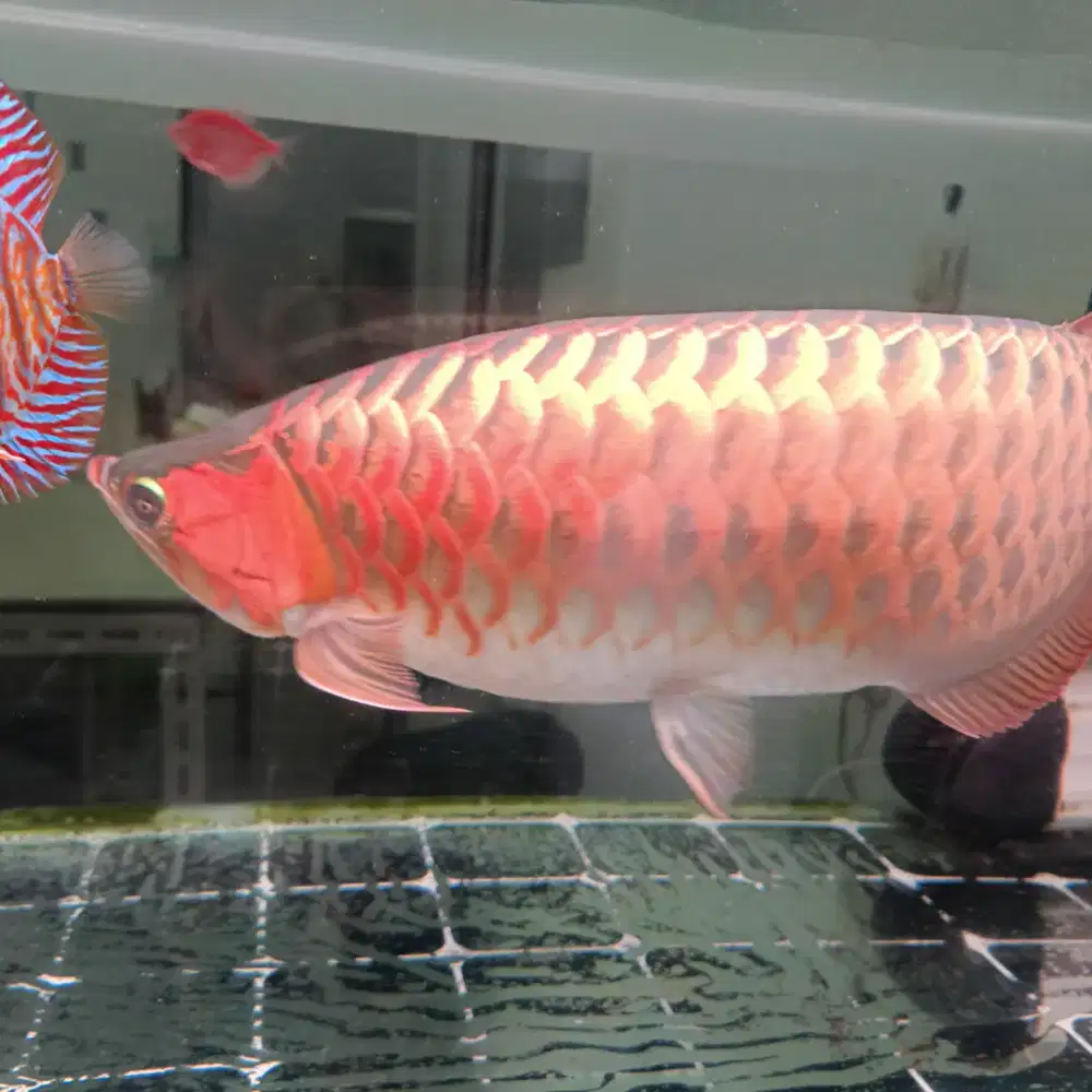 Paket arwana Sr serti plus ikan louhan