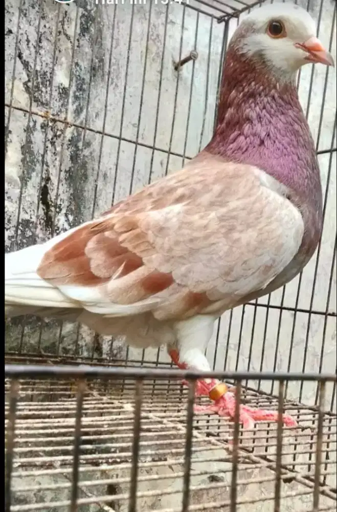 Bujangan burung dara