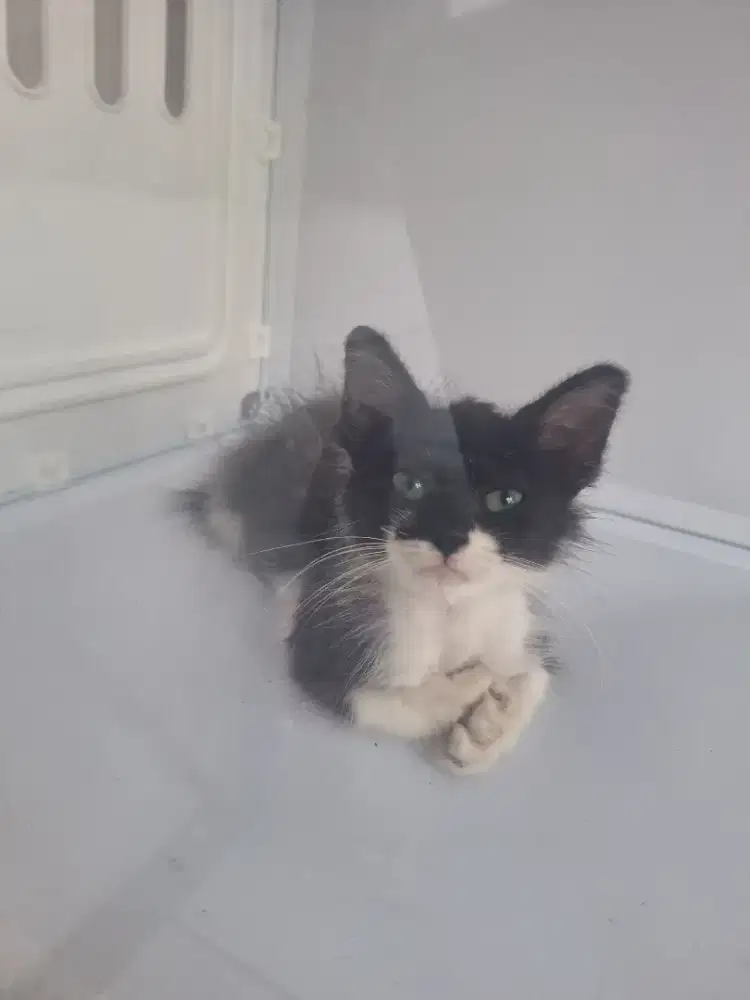 Lepas adopt kitten mix dom