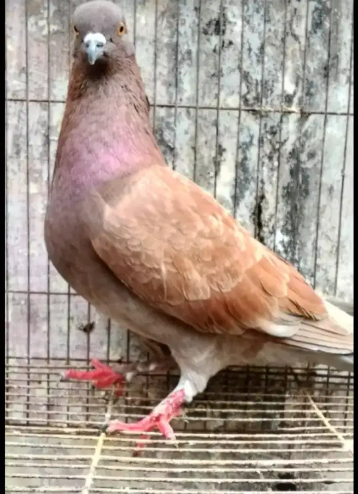 Bujangan burung dara