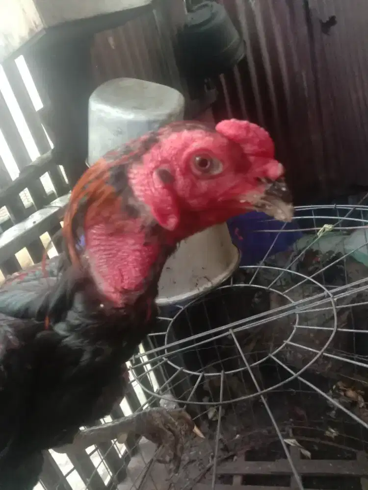 Ayam Ganoi Bangkok