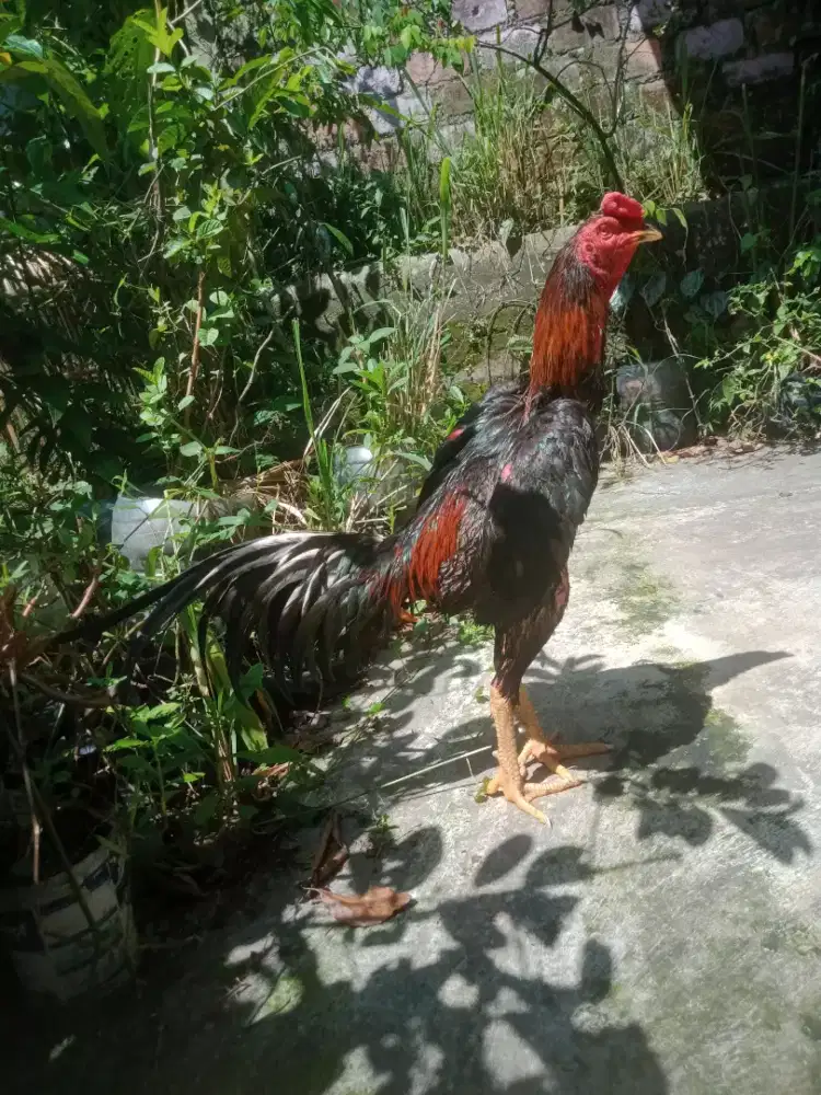 Ayam shamo Jepang x phanat win 1 x Vidio abar ada kontrol pukul jos