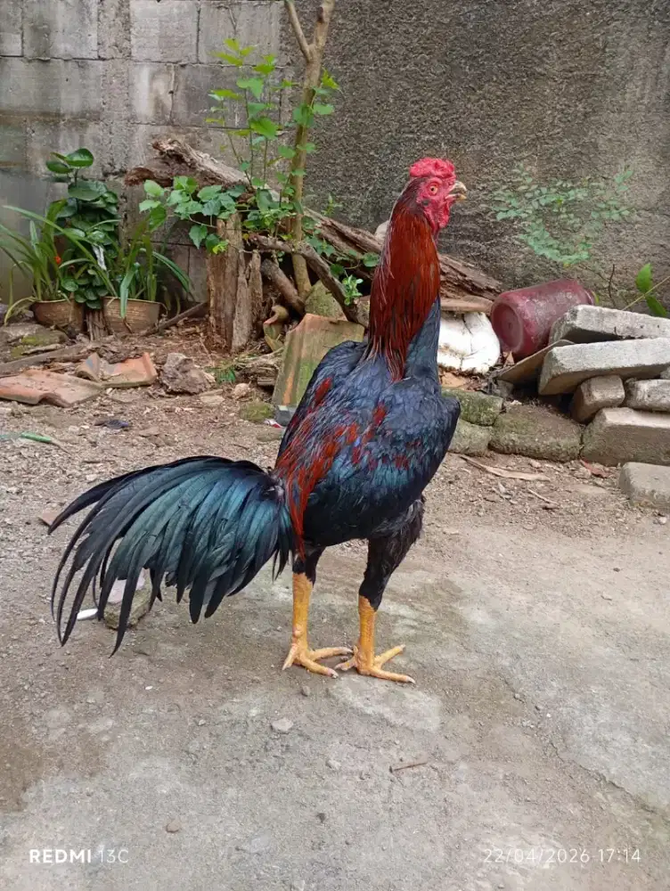 Ayam Bangkok Adua muda dan pacek