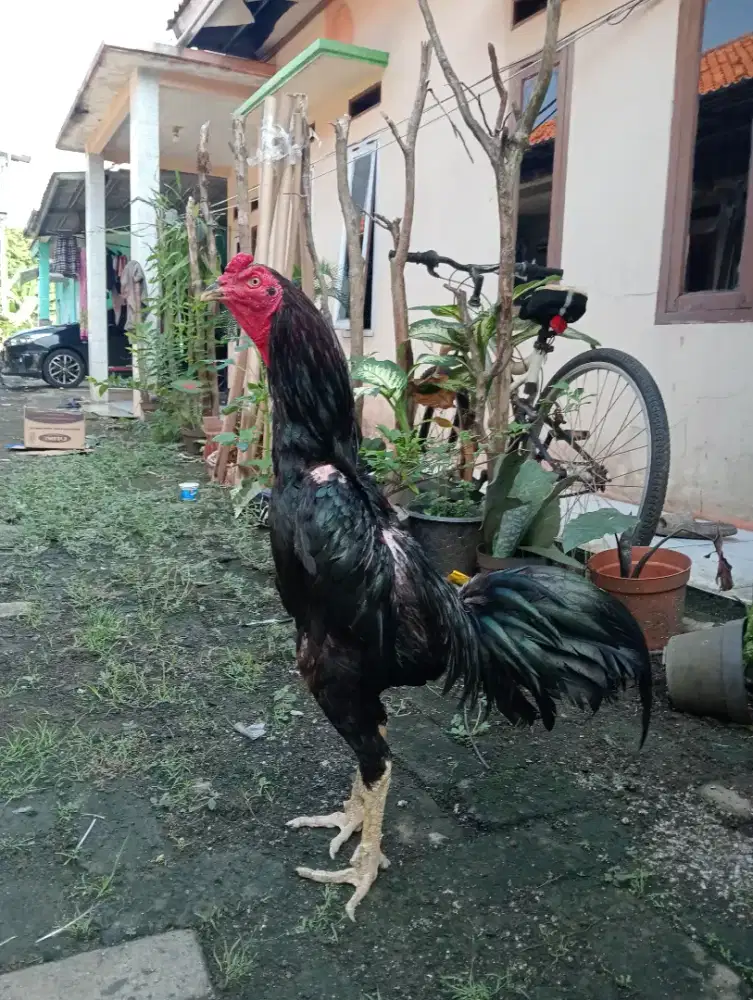 Ayam Bangkok klasik muda dan pacek