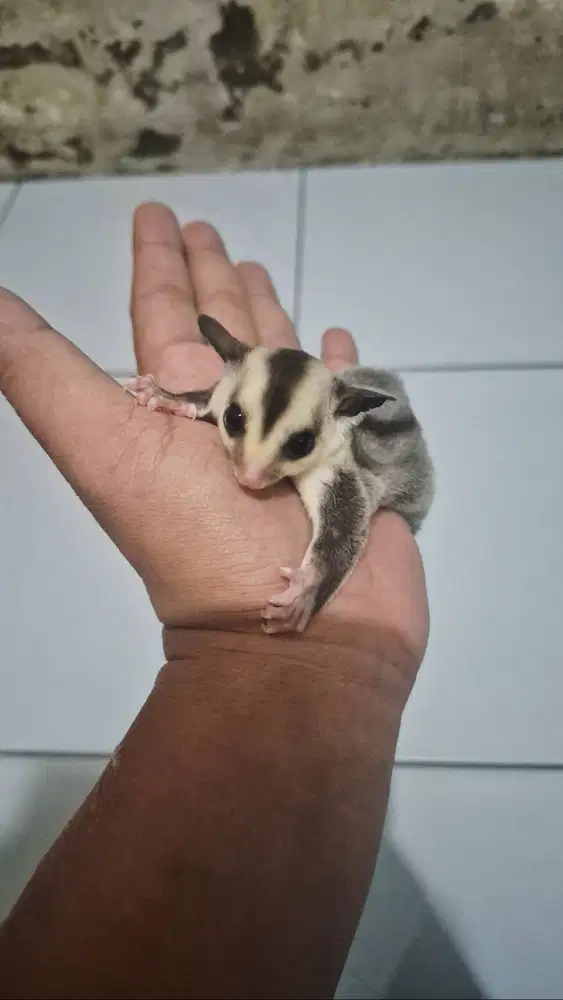 Sugar Glider White Face