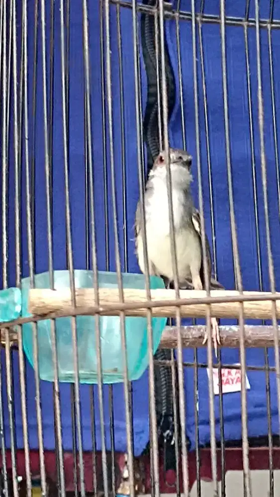 Burung ciblek sama kandang bt kacer