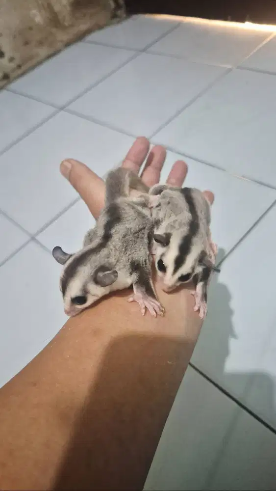 Sugar Glider White Face Joey