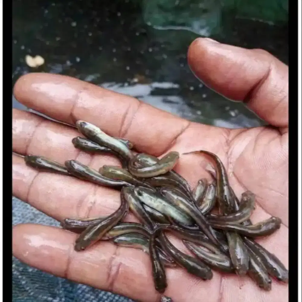 Dicari bibit ikan gabus