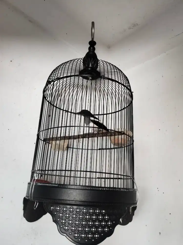 Burung betina sama kndang ya mulus siap ternak matap