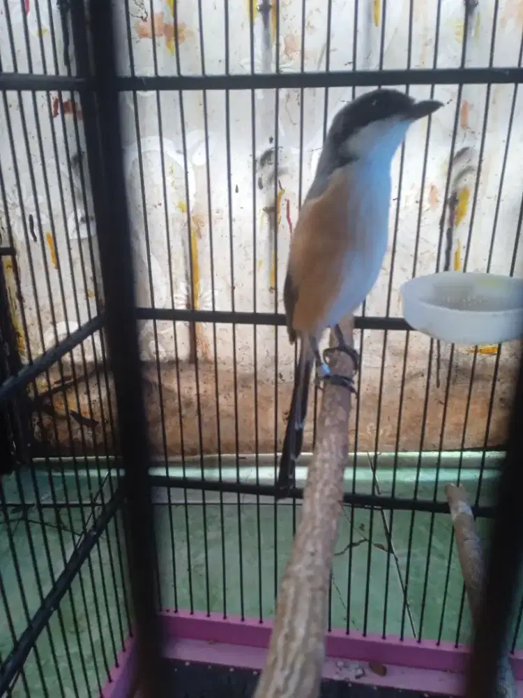 Burung pentet Ring Jatim