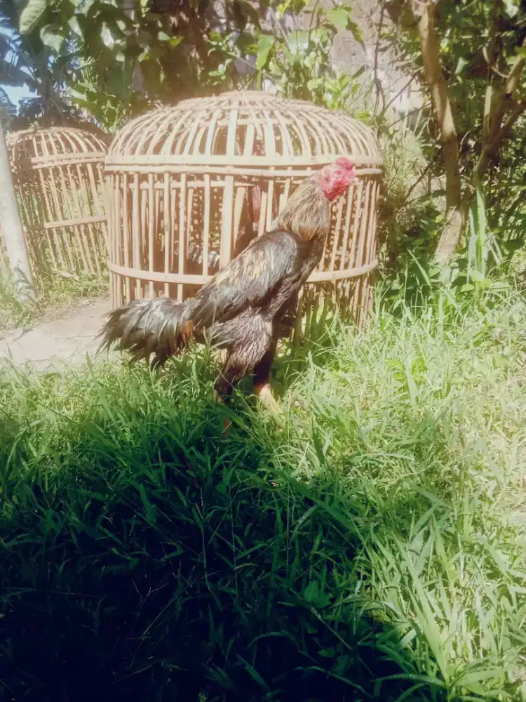 Ayam shamo x pakhoy brakot ada win 2 x ada minusnya murah besar mantap