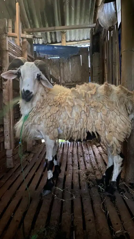 Kambing Domba Qurban Idul Adha bobot 40kg